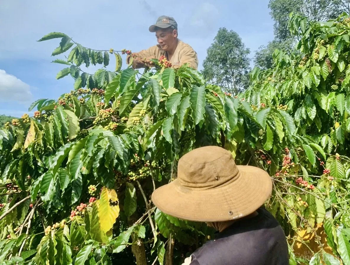 Cà phê chín rộ, người dân ở Tây Nguyên hối hả vào vụ thu hoạch