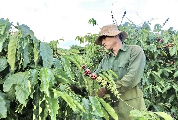 Cà phê chín rộ, người dân ở Tây Nguyên hối hả vào vụ thu hoạch