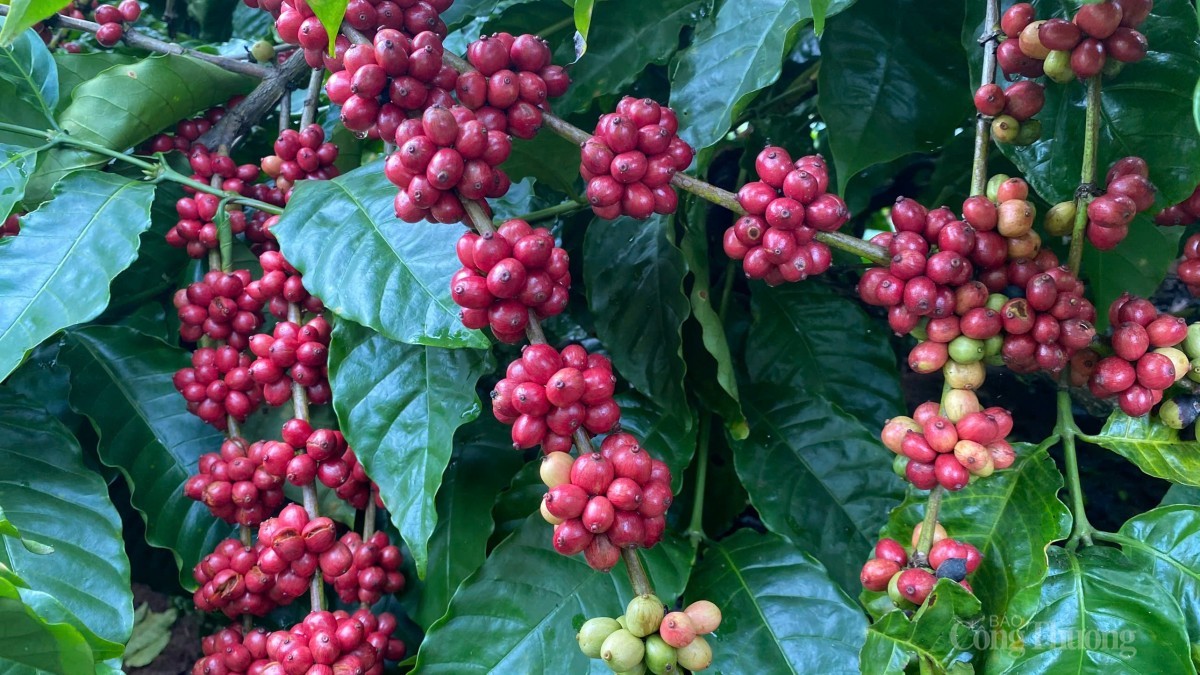 Đâu là lý do cà phê Robusta tiến gần mốc 5.200 USD/tấn?