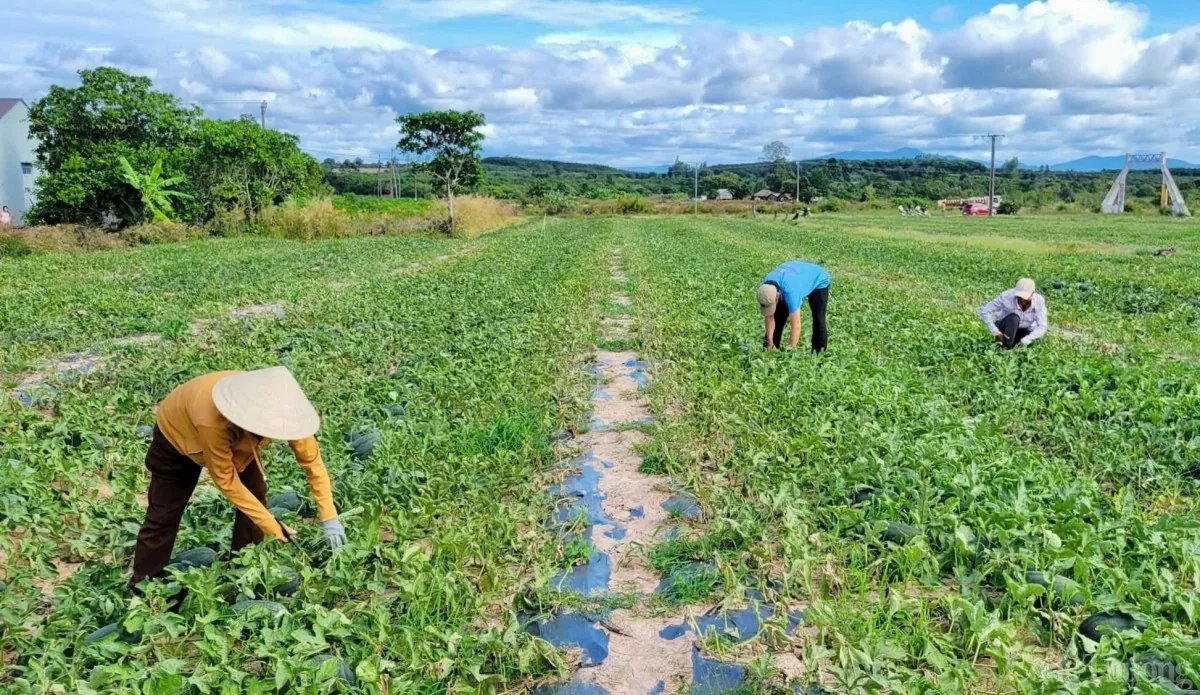 Dưa hấu rớt giá thê thảm, nông dân Gia Lai 'mòn mỏi' chờ thương lái