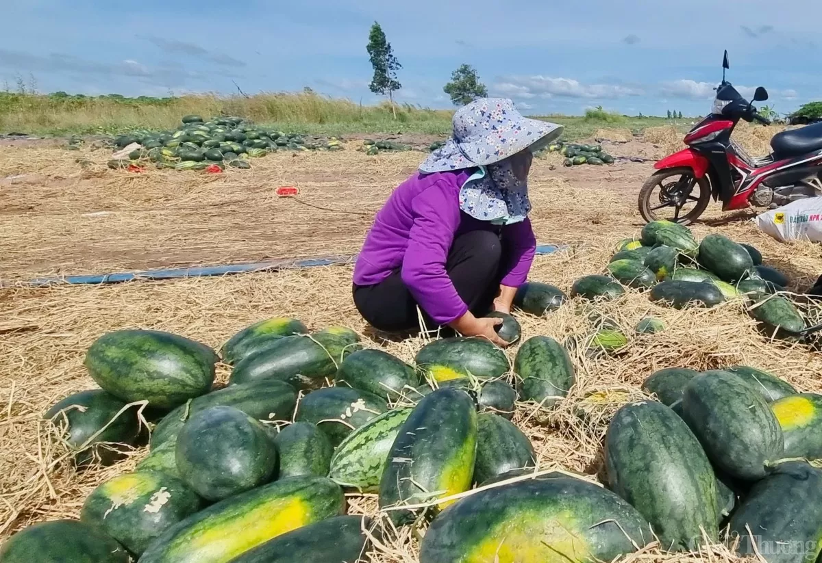 Dưa hấu rớt giá thê thảm, nông dân Gia Lai 'mòn mỏi' chờ thương lái