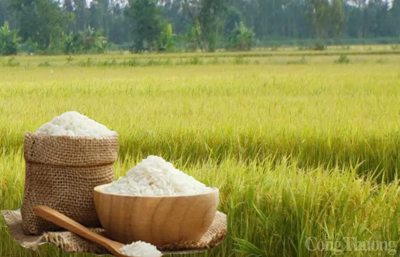 thanh-minh-220241128102345 Giá lúa gạo hôm nay ngày 19/12: Gạo các loại giảm mạnh, lúa tươi quay đầu giảm