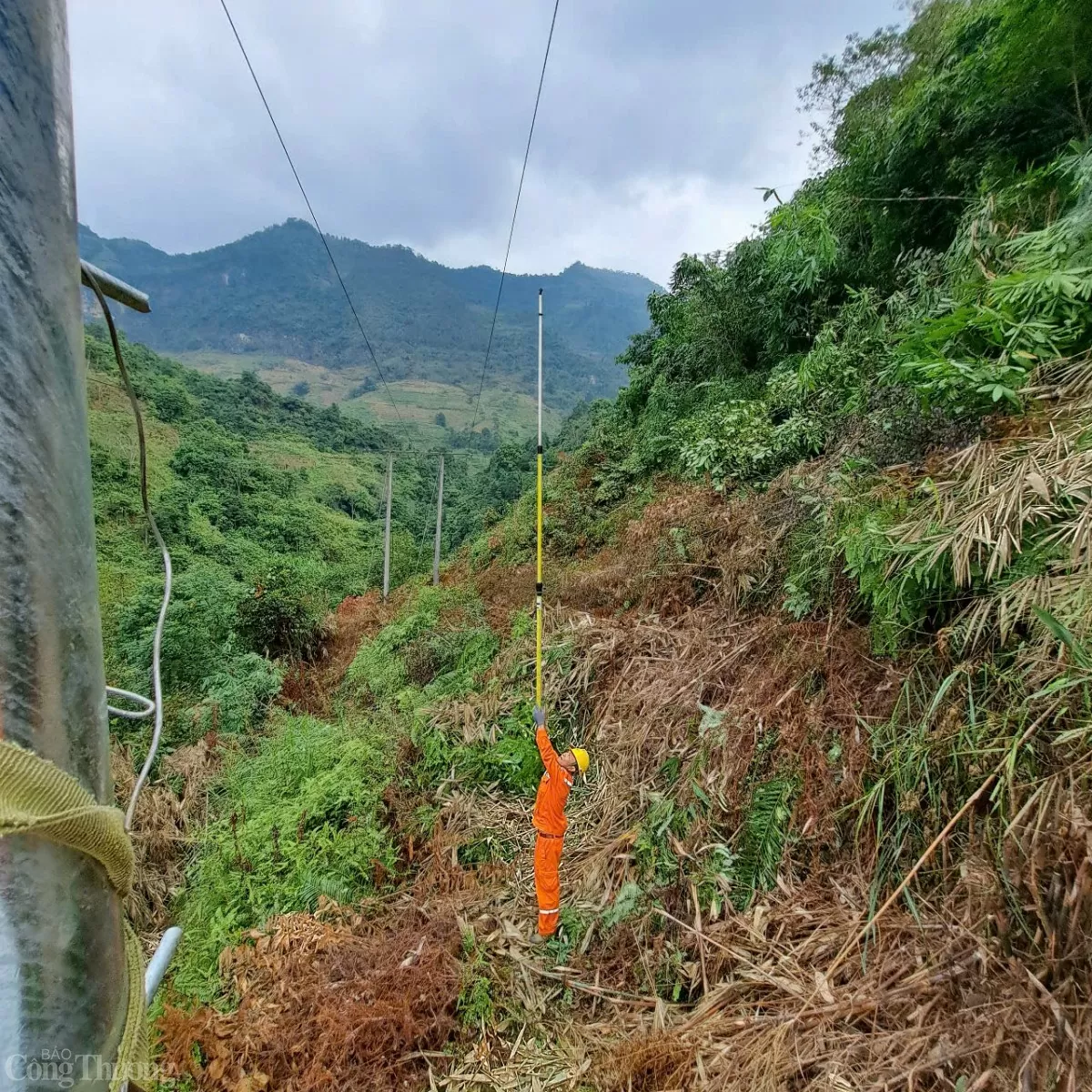 Công ty Điện lực Hà Giang: Quyết tâm làm sạch hành lang lưới điện