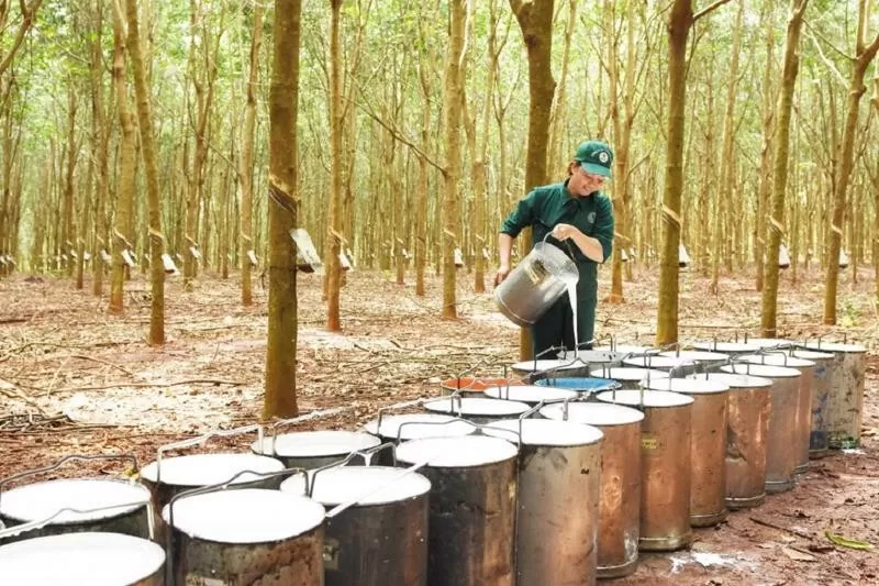 Xuất khẩu cao su sang thị trường Hoa Kỳ tăng trưởng khả quan