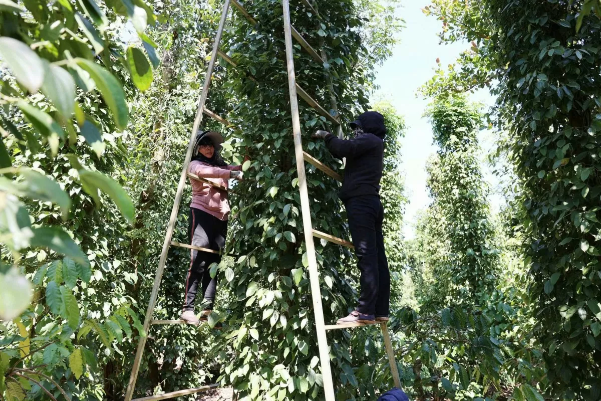 Người trồng đang thu hoạch hồ tiêu chuẩn bị cho niên vụ mới. Ảnh: Hoàng Thiên