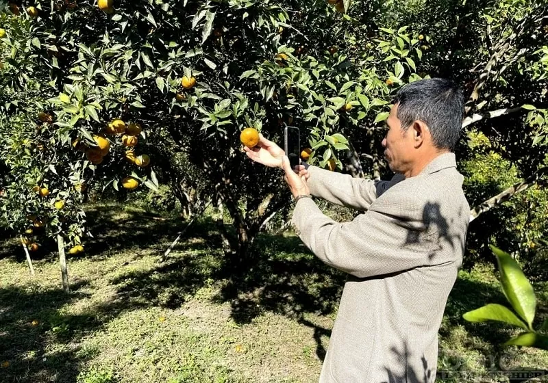 Ông Trần Văn Hậu, chủ vườn cam 68 (xã Vạn Yên, huyện Vân Đồn) quay hình để đưa nông sản lên sàn thương mại điện tử. Ảnh: Hà Vũ