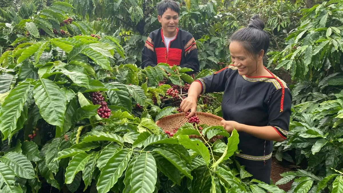 Tại Đắk Lắk - thủ phủ cà phê của Việt Nam, nông dân đang đối mặt với một vụ mùa thất thu nghiêm trọng