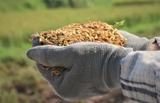Xuất khẩu nông sản sang EU: Không phải lượng mà là chất