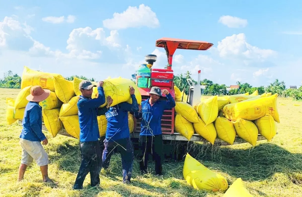 Giá lúa gạo hôm nay ngày 5/12: Gạo các loại giảm nhẹ, lúa tươi tiếp đà tăng mạnh