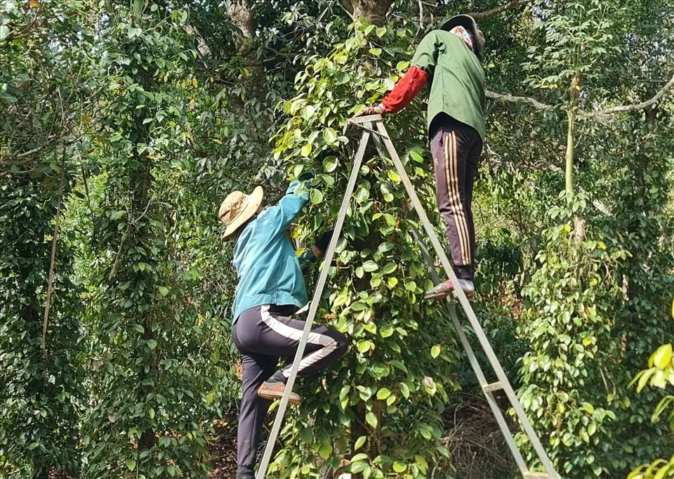 Dự báo giá tiêu ngày mai 8/12/2024: Giá tiêu tiếp tục tăng mạnh?