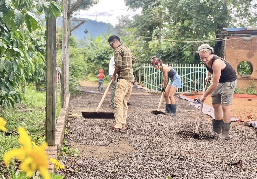 Tình nguyện viên nước ngoài sắm vai nông dân, trải nghiệm quy trình trồng cà phê ở Gia Lai