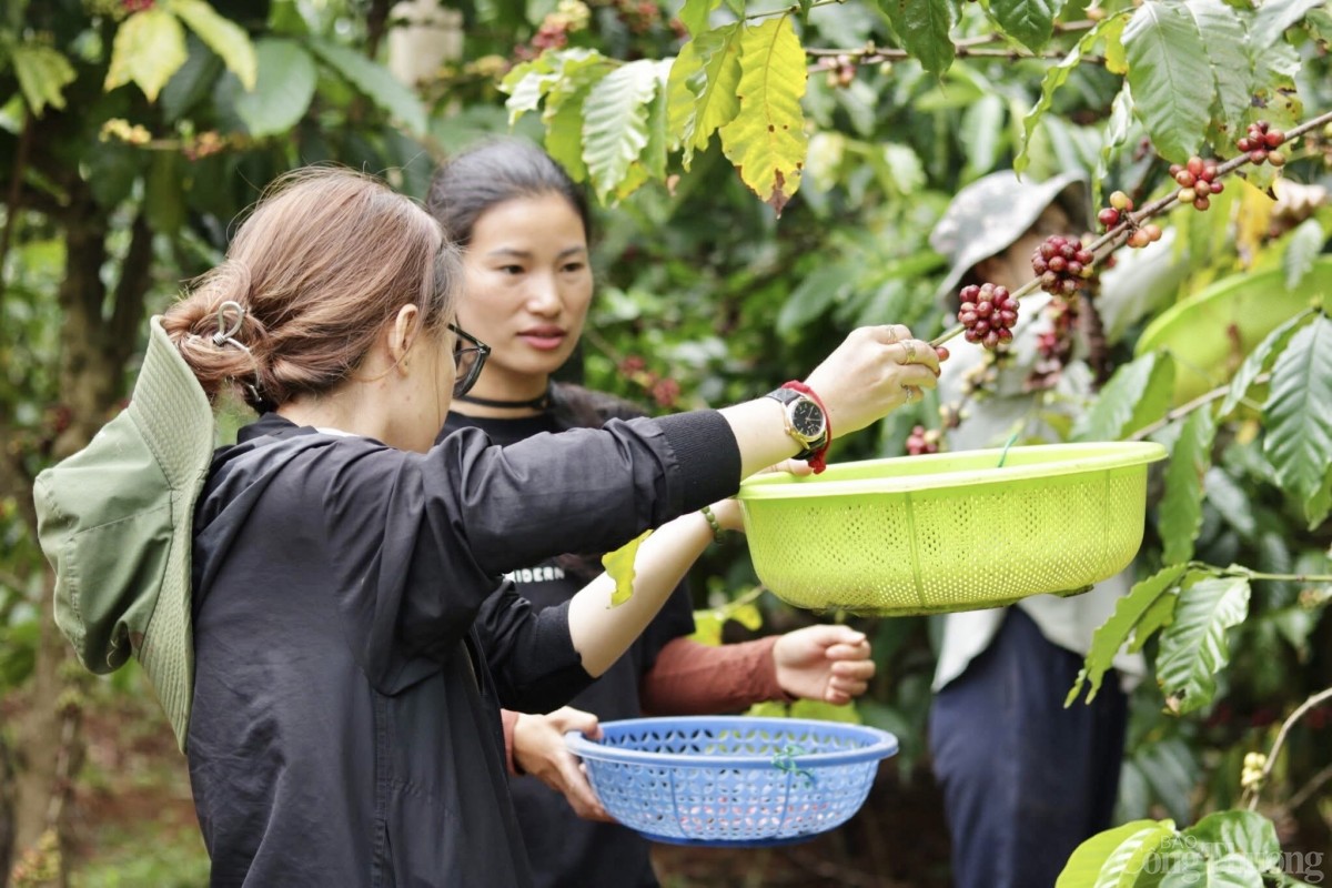 Tình nguyện viên nước ngoài sắm vai nông dân, trải nghiệm quy trình trồng cà phê ở Gia Lai