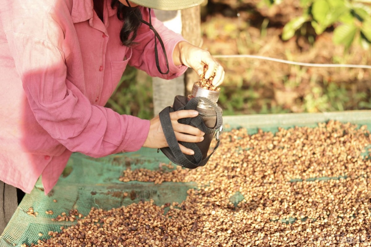 Tình nguyện viên nước ngoài sắm vai nông dân, trải nghiệm quy trình trồng cà phê ở Gia Lai