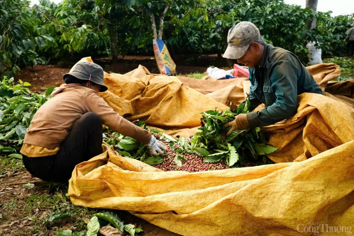 Dự báo giá cà phê ngày mai 11/12/2024: Giá cà phê tăng nhẹ trở lại