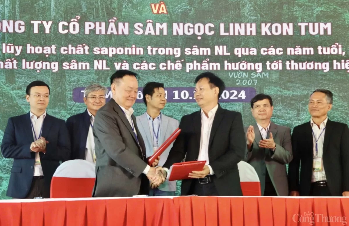 Kon Tum: Cây sâm Ngọc Linh góp phần giúp gần 2.000 hộ thoát nghèo và làm giàu