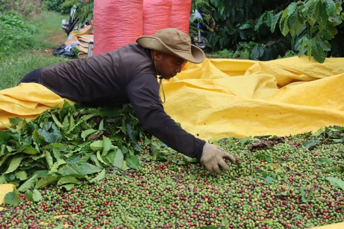 Giá cà phê liên tục phá kỷ lục, tăng gần gấp đôi so với đầu năm