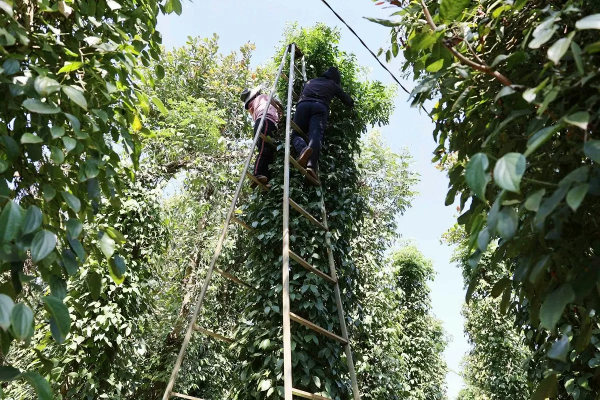 Người trồng chăm sóc vườn tiêu để phục vụ cho mùa vụ tới. Ảnh: Hoàng Thiên