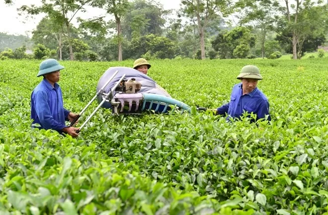 Tuyên Quang: Sản xuất tiêu thụ sản phẩm nông nghiệp theo hướng bền vững