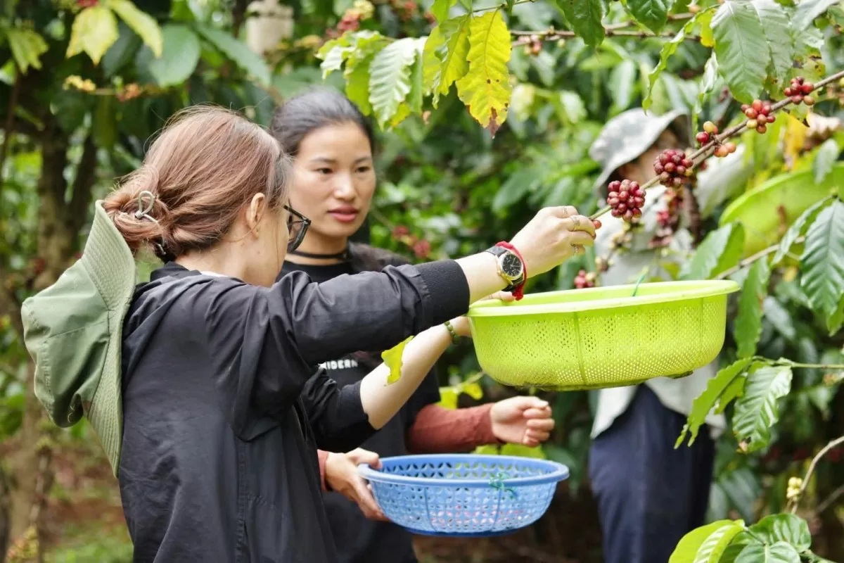 Giá cà phê hôm nay 14/12/2024: Giá cà phê tăng, giảm "chóng mặt"