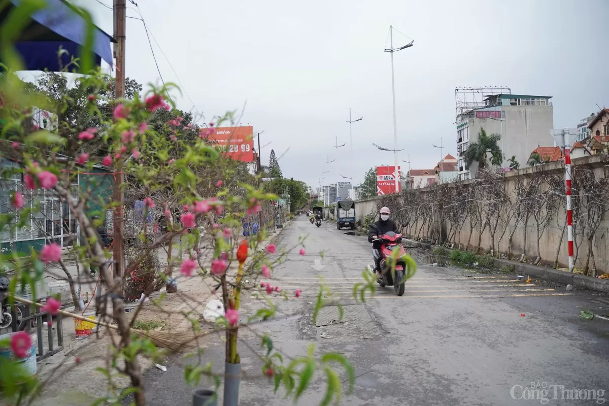 Đào, quất xuống phố mang không khí Tết đến sớm tại Hà Nội