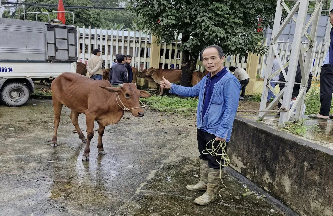 Công ty Thủy điện Sông Bung trao tặng 30 con bò giống cho hộ nghèo tại tỉnh Quảng Nam