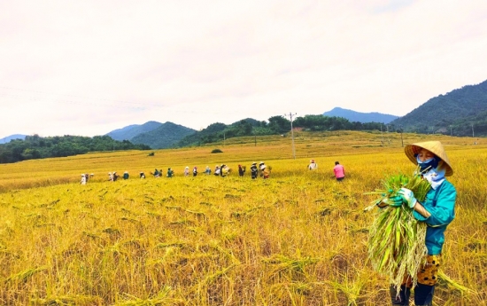nhan dien cac thuong hieu ocop tai thanh hoa bai 1 ocop lan gio moi trong phat trien kinh te nong thon