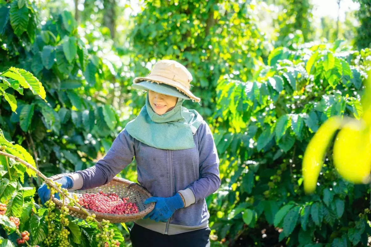 Chương trình NESCAFÉ Plan đạt “Giải thưởng năm” tại Lễ trao giải thưởng Hành động vì cộng đồng 2024