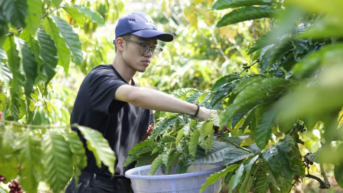 Dự báo giá cà phê ngày mai 19/12/2024: Giá cà phê liệu có giảm tiếp trong ngày mai?