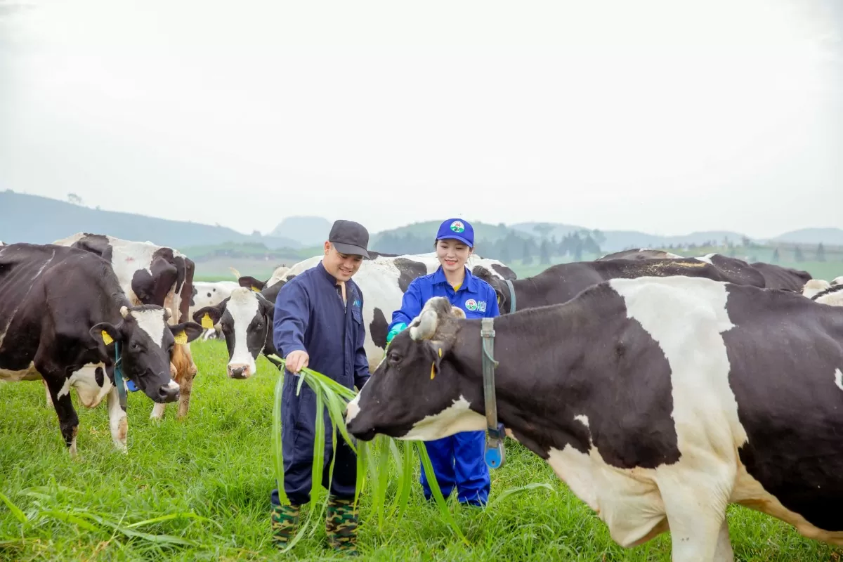 Mộc Châu Milk ứng dụng tiêu chuẩn quốc tế trong quản lý và chăn nuôi bò sữa