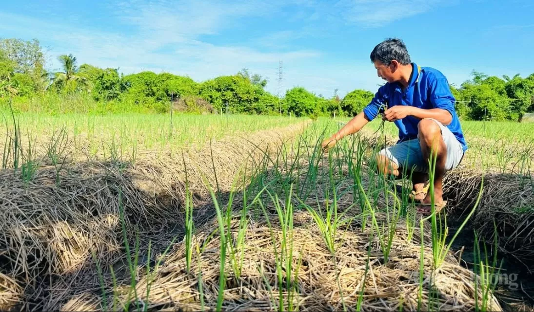 Sóc Trăng: Nông dân kỳ vọng lớn vào vụ hành tím sớm phục vụ Tết