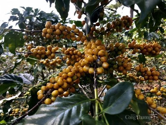 gia ca phe arabica vuot moc 7600 usdtan