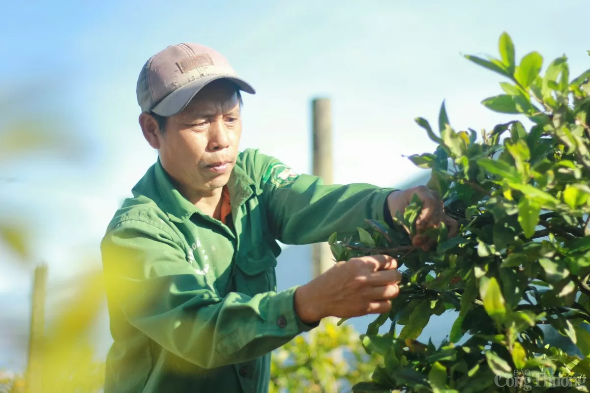 Gia Lai: Các nhà vườn trồng mai tất bật xuống lá để kịp hàng đón Tết