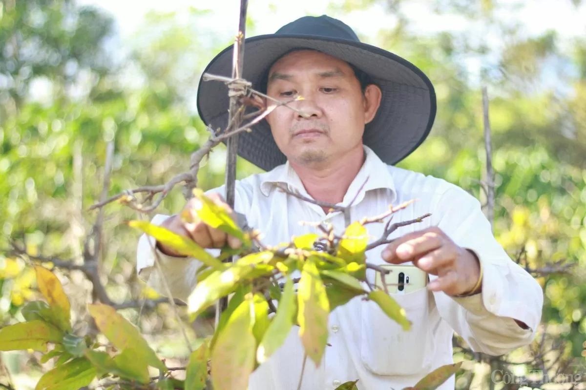 Gia Lai: Các nhà vườn trồng mai tất bật xuống lá để kịp hàng đón Tết