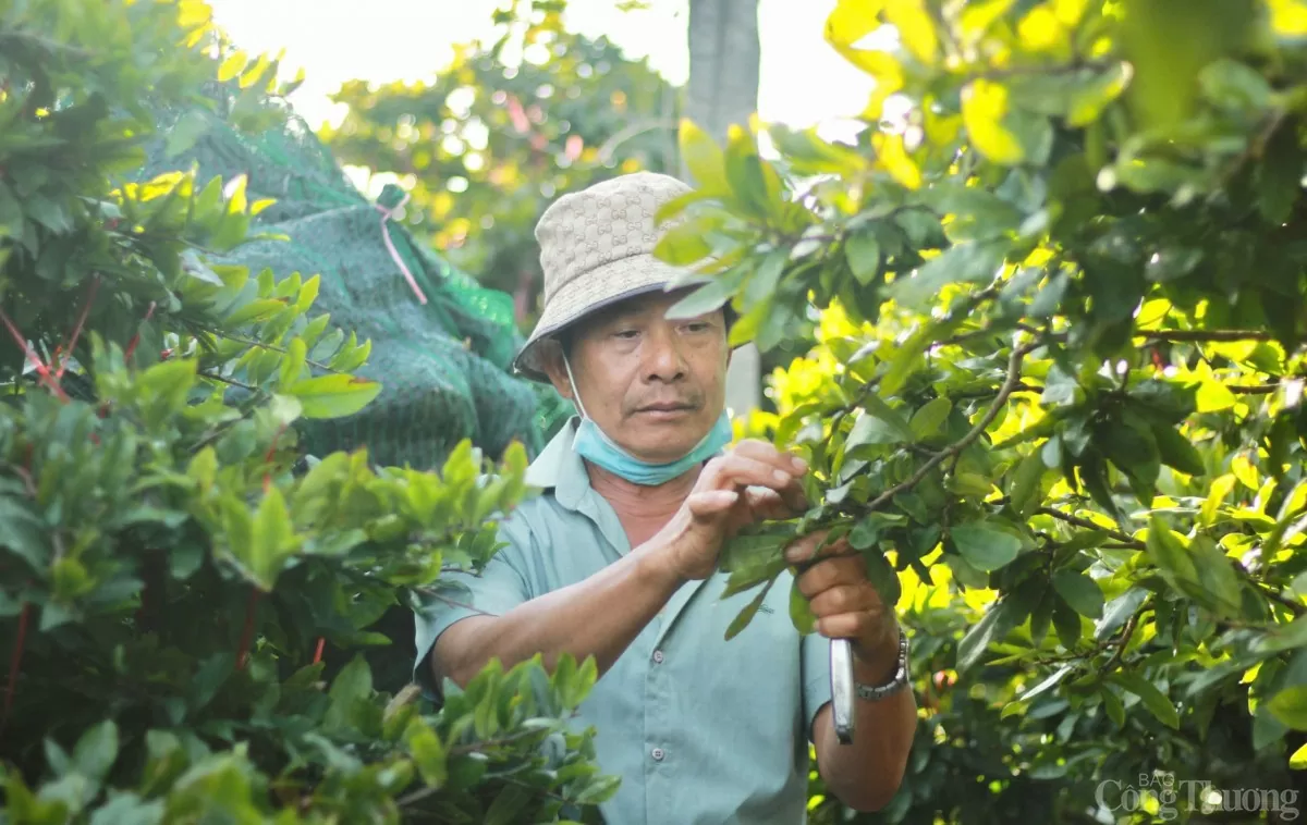 Gia Lai: Các nhà vườn trồng mai tất bật xuống lá để kịp hàng đón Tết