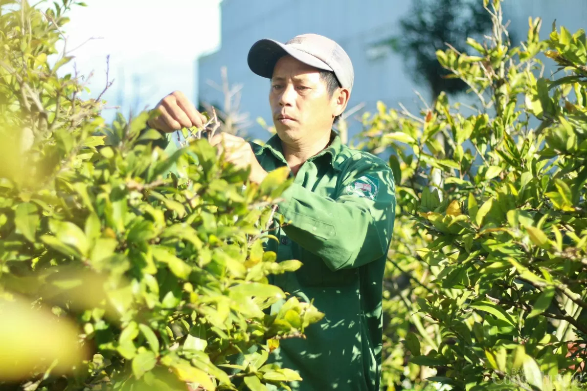 Gia Lai: Các nhà vườn trồng mai tất bật xuống lá để kịp hàng đón Tết