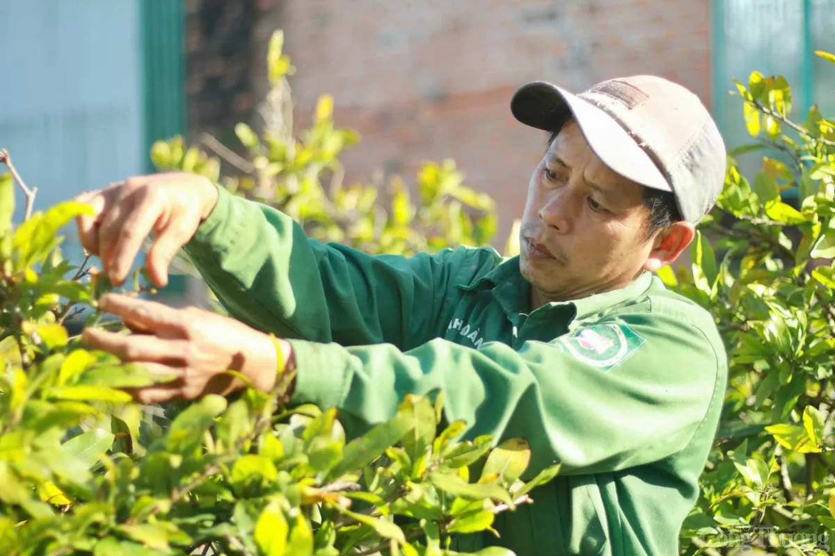 Gia Lai: Các nhà vườn trồng mai tất bật xuống lá để kịp hàng đón Tết