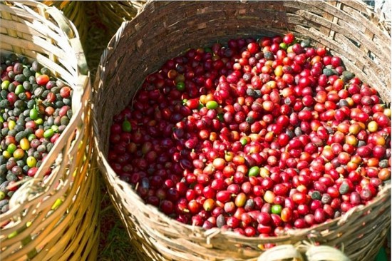 thi truong hang hoa hom nay 2412 gia ca phe robusta tang nhe dao dong quanh moc 5000 usdtan