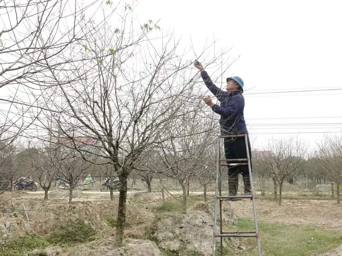 thay áo mới đào phai quảng chính tỉnh thanh hóa