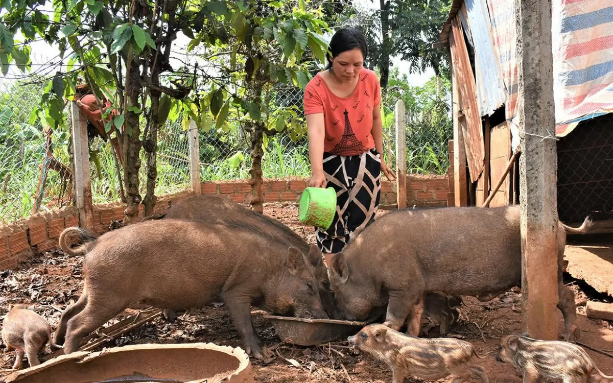 Sàn Việt mở đường đưa đặc sản núi rừng Quảng Nam vươn xa