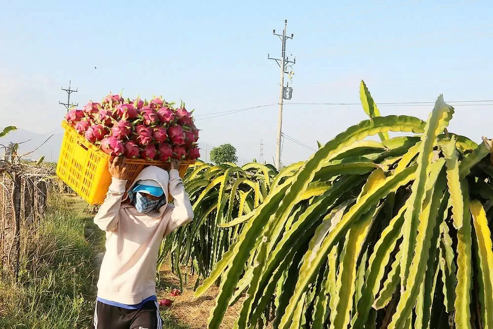 Sàn Việt đưa kẹo dẻo gừng tắc thanh long chiếm lĩnh thị trường