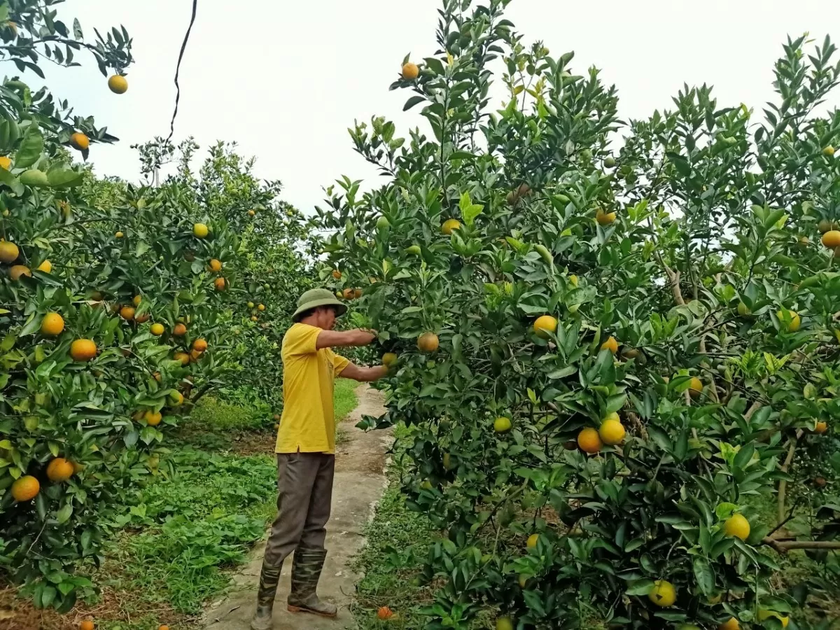 Sàn Việt giúp nước cam tươi Hòa Bình vươn xa