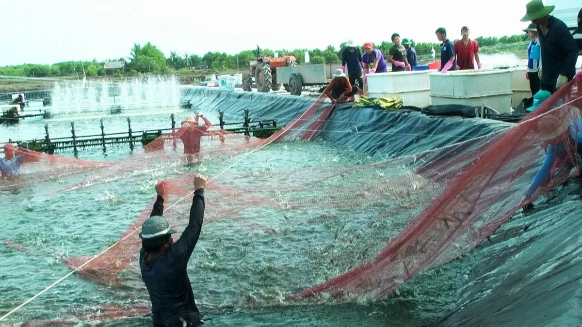 Sóc Trăng phát triển Phát triển nuôi tôm nước lợ theo hướng bền vững, tập trung, sản xuất sạch. Ảnh: Soctrang.gov.vn