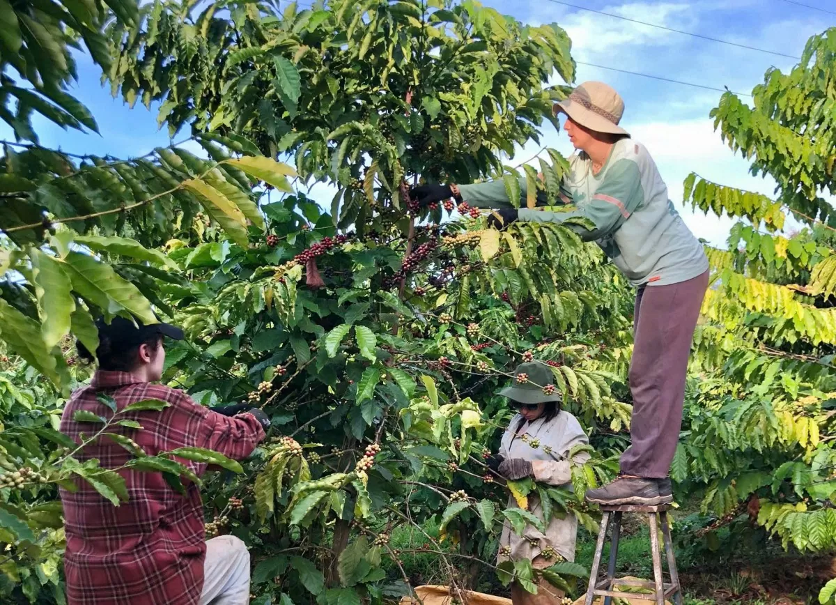 cà phê tại Nông trại Moon’s Coffee Farm, TP. Pleiku, tỉnh Gia Lai