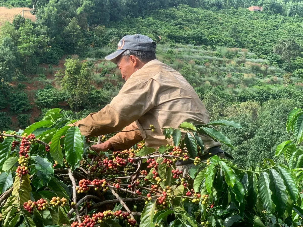 Giá cà phê trong nước hôm nay 31/12/2024: Tăng không đáng kể