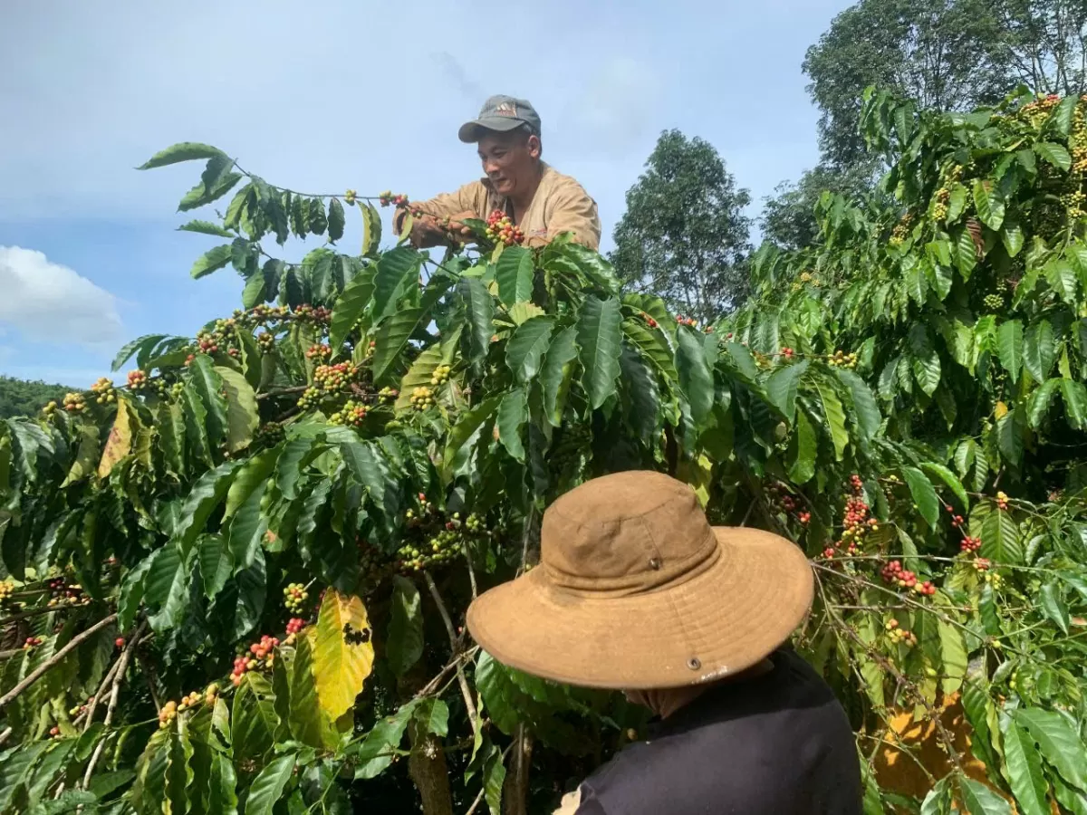 Thu hoạch cà phê tại tỉnh Lâm Đồng