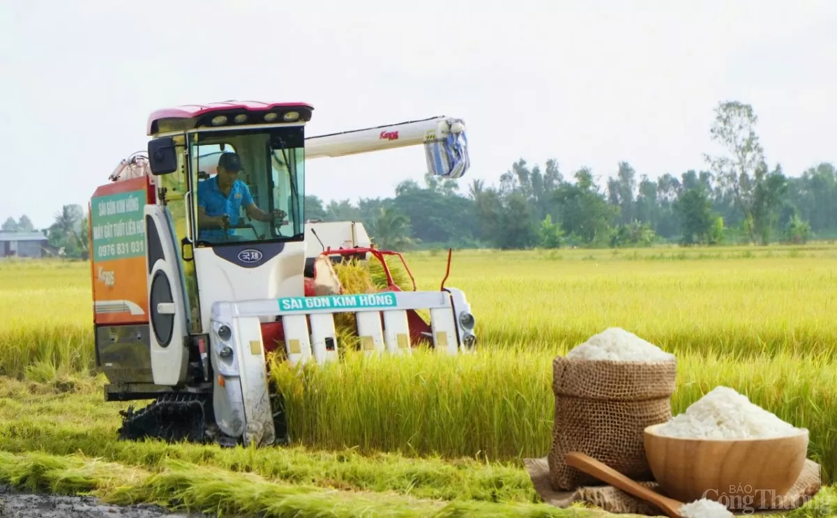 lua-gao-32-thanh-minh20250101094308 Giá lúa gạo hôm nay ngày 1/1: Gạo thành phẩm nhích nhẹ