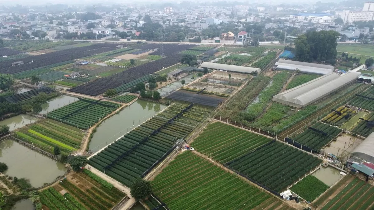 làng hoa đông cương