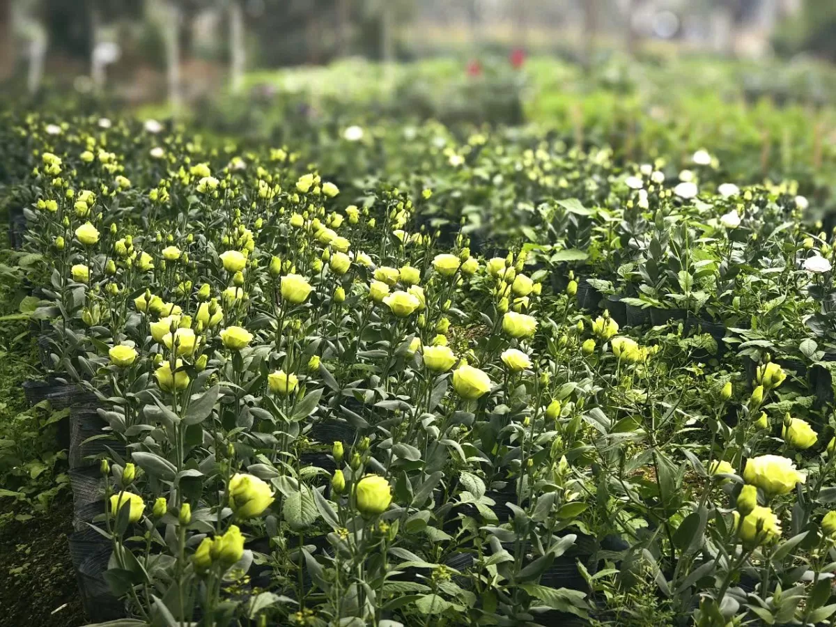 làng hoa đông cương