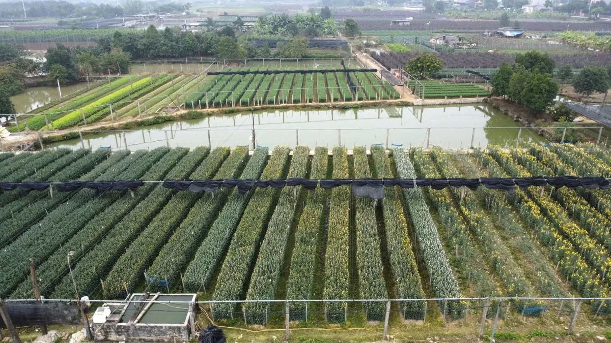 làng hoa đông cương