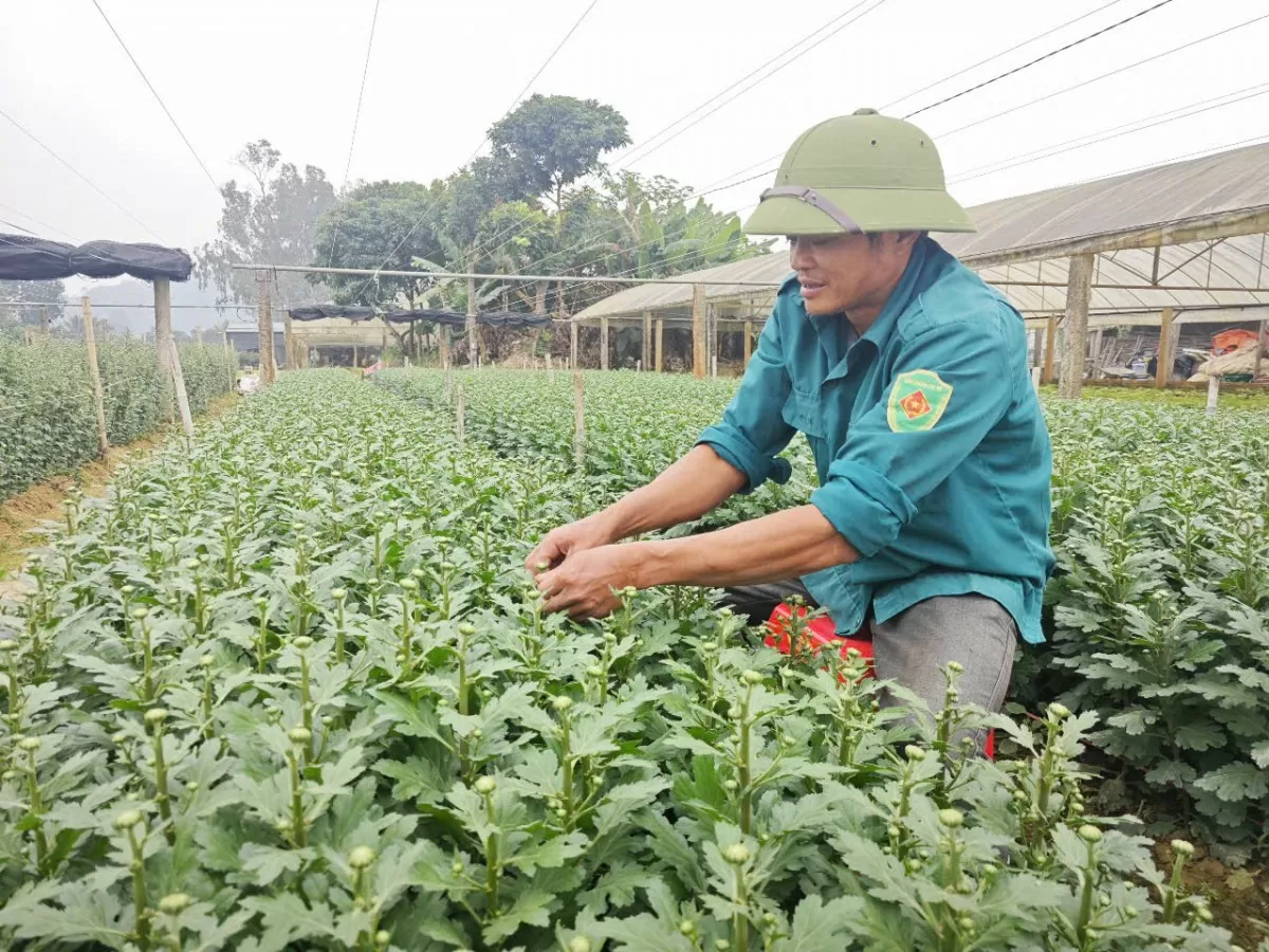 làng hoa đông cương